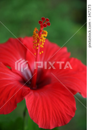 hibiscus, southern countries, southern country 347173
