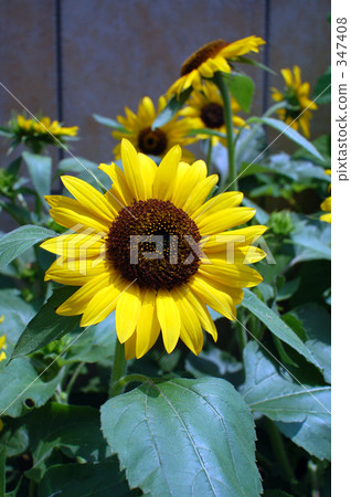 Sunflower Sunflower 347408