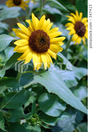 Sunflower Sunflower 347413