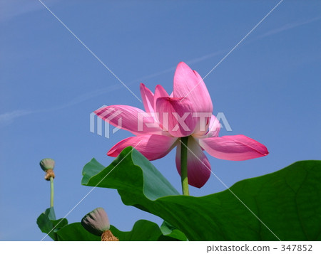 蓮花和藍天14 347852