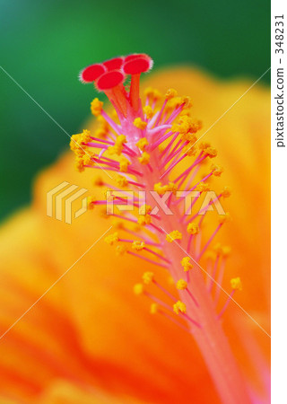 Hibiscus II Hibiscus II 348231