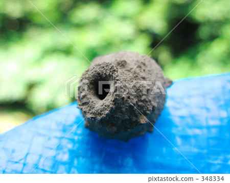 鳥巢在藍色的床單上 鳥巢在藍色的床單上 348334