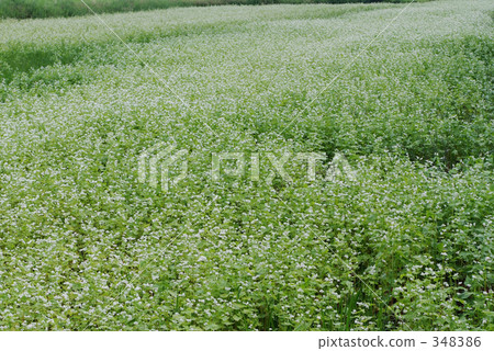 food, foods, white flowers 348386