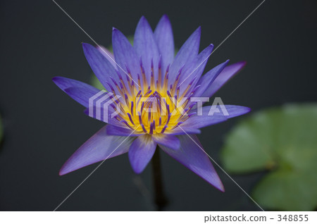 water lily, water-lily, refreshing 348855