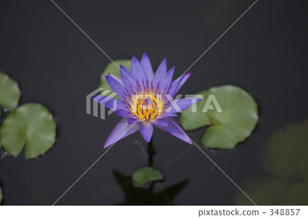 water lily, water-lily, refreshing 348857