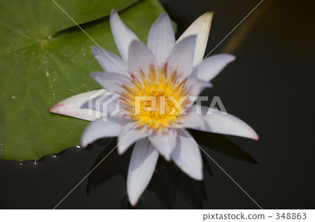 water lily, water-lily, refreshing 348863