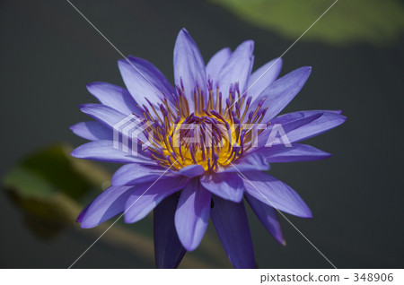 water lily, water-lily, refreshing 348906