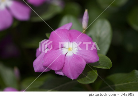 cheerful, sunshiny, vibrant 348908