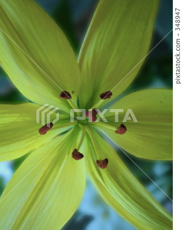 Lily Lily 348947