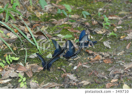 吞下蝴蝶的吸收 349710