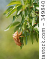 Cicadian shell 349840