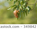 Cicadian shell 349842