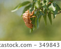 Cicadian shell 349843
