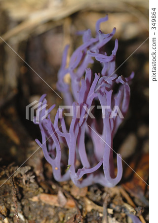 Murasaki boracata 349864