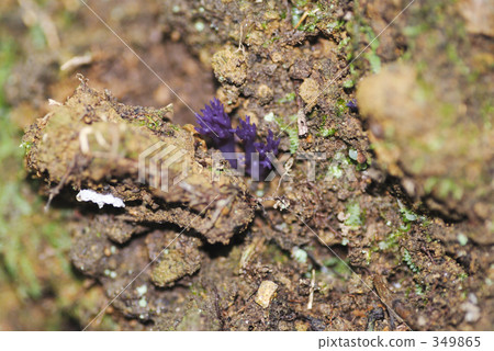 Murasaki boracata 349865