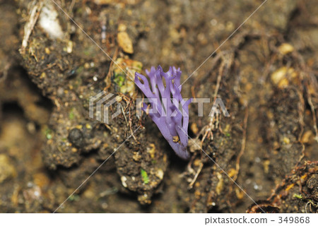 Murasaki boracata 349868