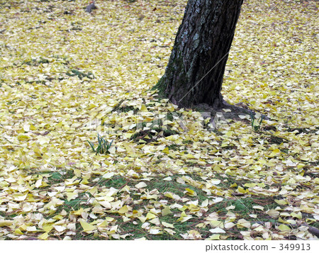 Fallen leaves  349913