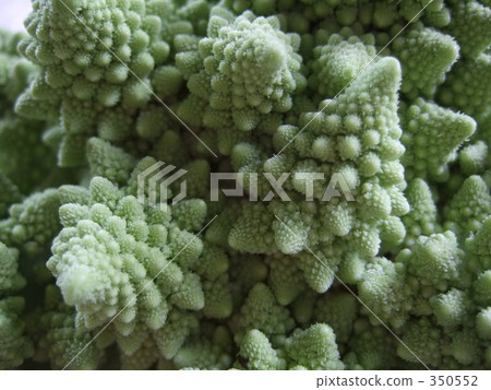 Romanesco 350552