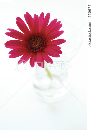 single flower, single wheel, studio photography 350677