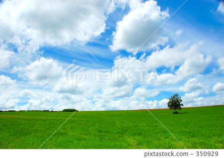 grass field, grassland, grasslands 350929