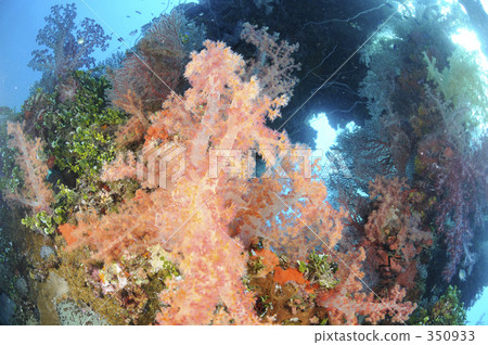 水下照片 水生的 水下 350933