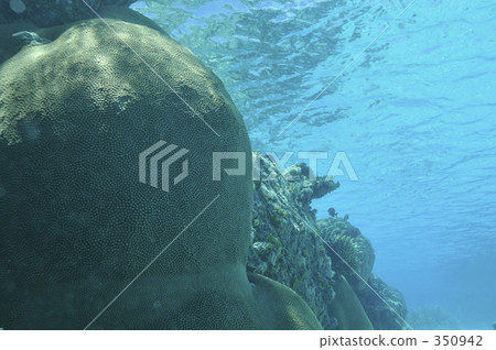 水下照片 水生的 水下 350942