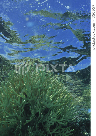 underwater photograph, coral, aquatic 350957