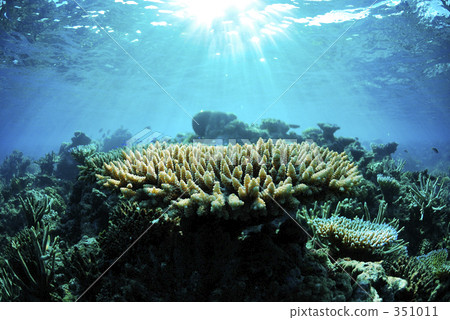 underwater photograph, coral, aquatic 351011