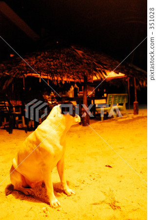 毛孩 狗 狗狗 351028