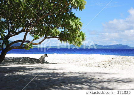 沙灘 毛孩 狗 351029