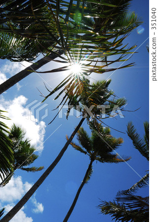棕櫚樹 椰子樹 仰視 351040