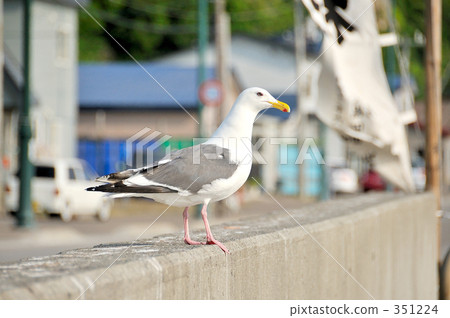 setana, avian, hokkaido 351224