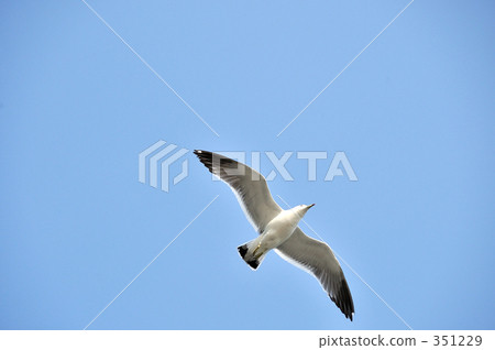 瀨棚 禽 北海道 351229