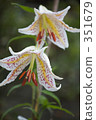 bright, cheerful, sunshiny 351679