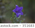 chinese bellflower, purple 351683