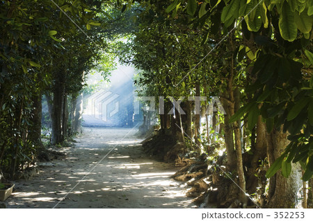 pastel color, bower, tree shade 352253
