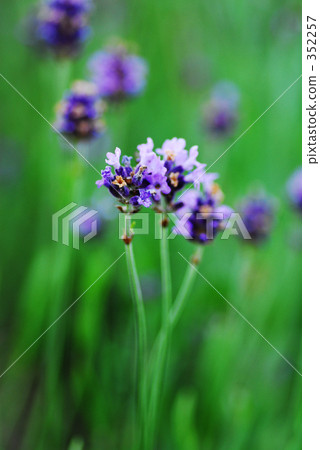 調味 香薰 芬芳 352257