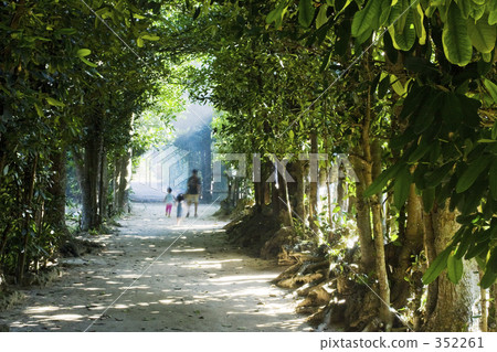 Fukugi trees in Bise Fukugi trees in Bise 352261