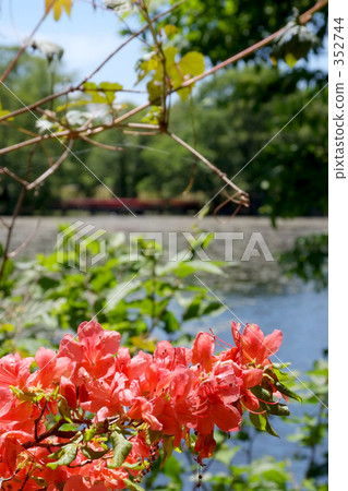 hokuto, azalea, rose bay 352744