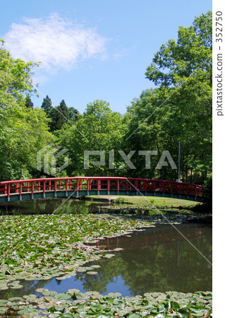 hokuto, water lily, water-lily 352750