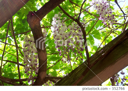 light purple, wisteria trellis, wisterium 352766