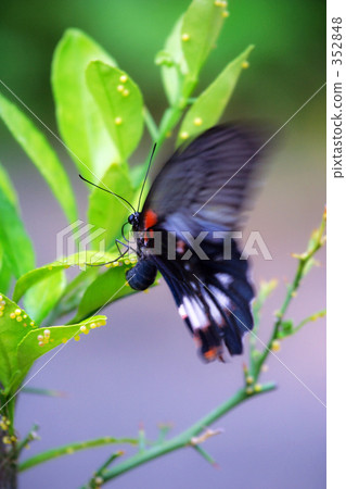 為了下一個生命...... 為了下一個生命...... 352848