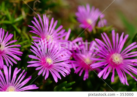 fig-marigold, trailing ice plant, fig marigold 353000