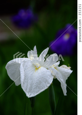 White irises 353151