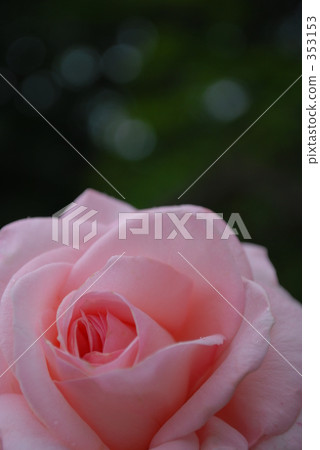 Pink rose 353153