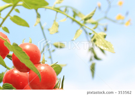 Sky and petit tomatoes Sky and petit tomatoes 353562