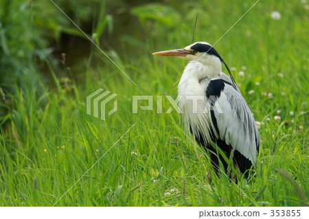 Gray heron 353855