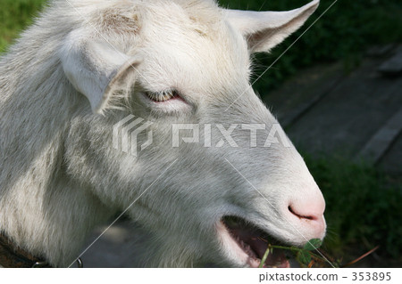 山羊 353895