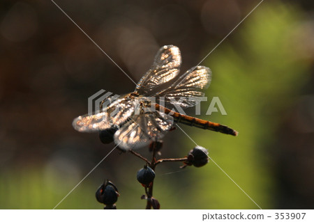 蜻蜓 353907