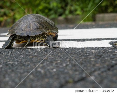 一隻烏龜 353912